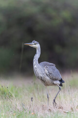 Héron cendré, Ardea cinerea en gros plan ou en portrait