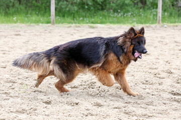  German shepherd runs on the track sunny summer day