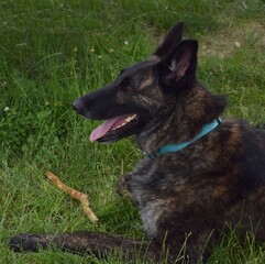 german shepherd dog on grass