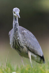 Héron cendré, Ardea cinerea en gros plan ou en portrait