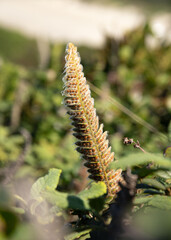 colorful plant with pointed leaves