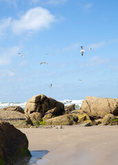 seagulls on the rocks