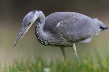 Héron cendré, Ardea cinerea en gros plan ou en portrait