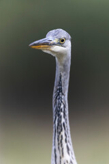 Héron cendré, Ardea cinerea en gros plan ou en portrait