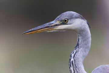 Héron cendré, Ardea cinerea en gros plan ou en portrait