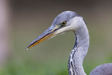 Héron cendré, Ardea cinerea en gros plan ou en portrait