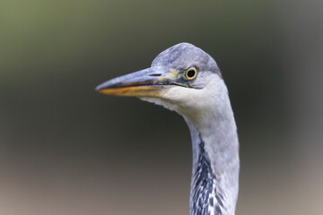 Héron cendré, Ardea cinerea en gros plan ou en portrait