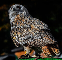 Eagle owl on the stump. Latin name - Bubo bubo	