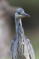 Héron cendré, Ardea cinerea en gros plan ou en portrait