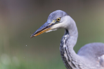 Héron cendré, Ardea cinerea en gros plan ou en portrait
