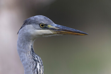 Héron cendré, Ardea cinerea en gros plan ou en portrait
