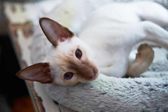 Siamese kitten portrait