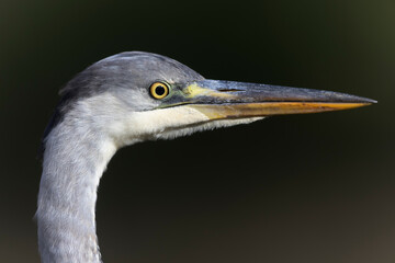 Héron cendré, Ardea cinerea en gros plan ou en portrait