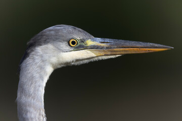 Héron cendré, Ardea cinerea en gros plan ou en portrait