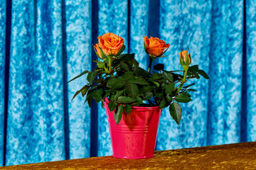 miniature rosebush with orange roses