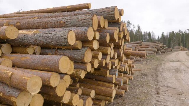 The heap of pine tree logs on the side of the road in the forest after deforestation in Estonia
