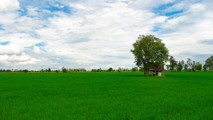 Trees in the middle of the fields and gazebos in the green fields