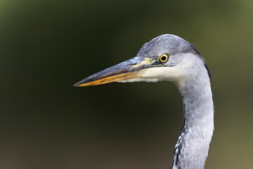 Héron cendré, Ardea cinerea en gros plan ou en portrait