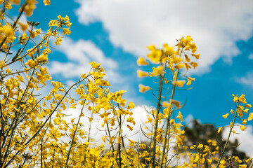 Canola (Rapeseed) yellow flowers on spring fields with blue sky