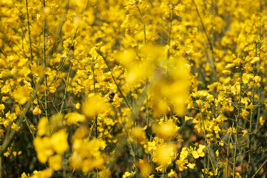 Canola (Rapeseed) yellow flowers on spring fields 
