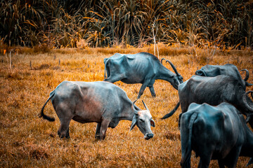 Indian domestic buffalos eating grass in a grassland, Kanchipuram, Tamilnadu, South India. Animals,...