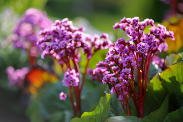 Obraz premium Bergenia Cordifolia