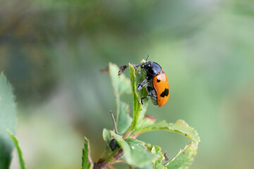 Clytra laeviuscula en gros plan perché sur une feuille