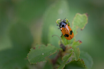Clytra laeviuscula en gros plan perché sur une feuille