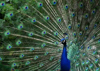 Obraz premium peacock with feathers