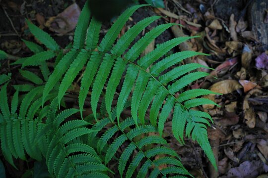 Wallichiana Bilder Durchsuchen 1,222 Archivfotos, und