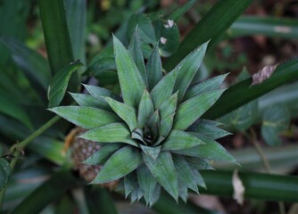 pineapple in a field, sweet fruit with green leaves