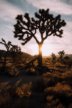 California National Park