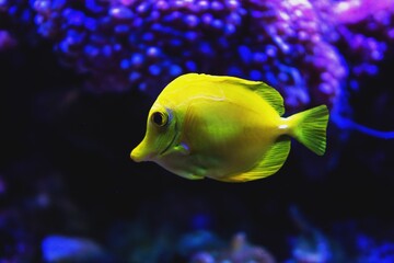 A vibrant Tang FIsh in an aquarium with corals on a blue light setup (1)