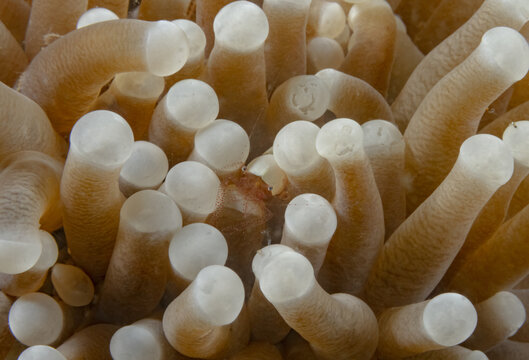 Marine prawn sitting in soft mushroom coral
