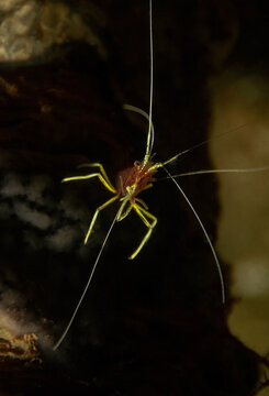 Wild shrimp swimming in dark seawater