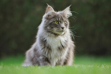 Naklejka na ściany i meble Young Blue Tabby Maine Coon Cat Sits in Green Grass. Adorable Domestic Animal with Green Eyes Outside in the Garden.