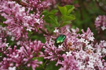 Green Rose Chafer Pollinates Common Lilac in the Garden. Metallic Beetle called Cetonia Aurata...