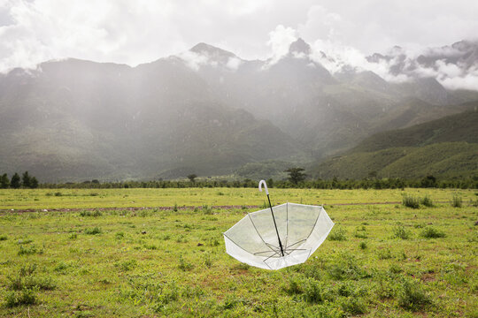 Transparent umbrella on green grass
