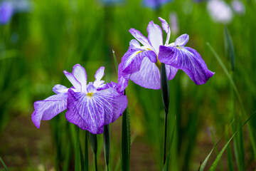 神楽女湖のハナショウブ