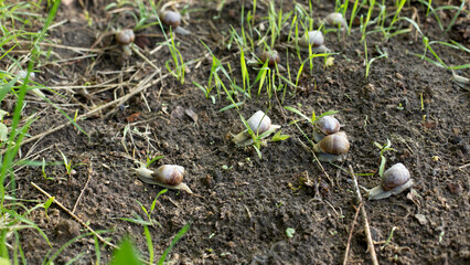 Snails in an early spring morning looking for moisture and nutrition
