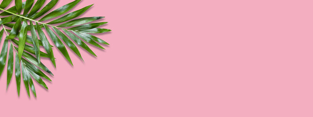 Minimal tropical green palm leaf on pink paper background. Flat lay Top view with copy space for your text.