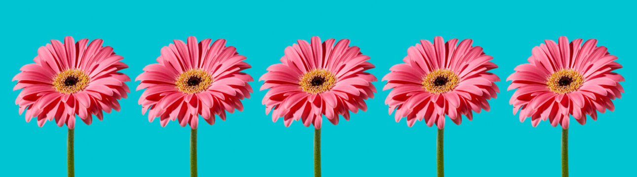 pink gerbera daisies, banner format