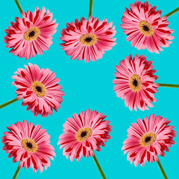 pink gerbera daisies