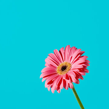 pink gerbera daisy, square format