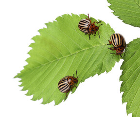 Many colorado potato beetles on green leaf against white background