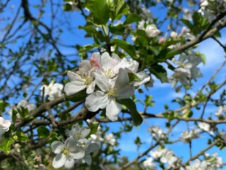 apple tree blossom