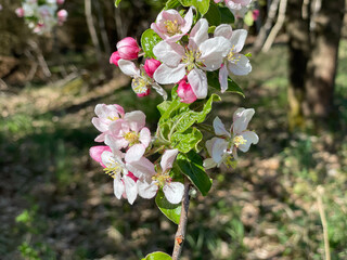 pink blossom
