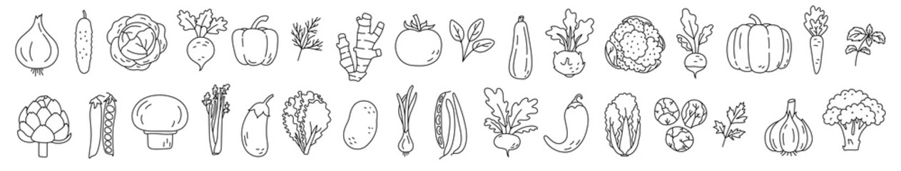 Vegetable sketch. Onion, garlic, tomato, cucumber and carrot. Beets, pepper,