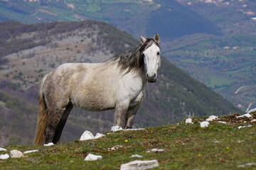 Wild horse at Monte Pellecchia, Monti Lucretili Regional Park, Italy