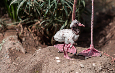 Flamingo Mother Baby and Egg